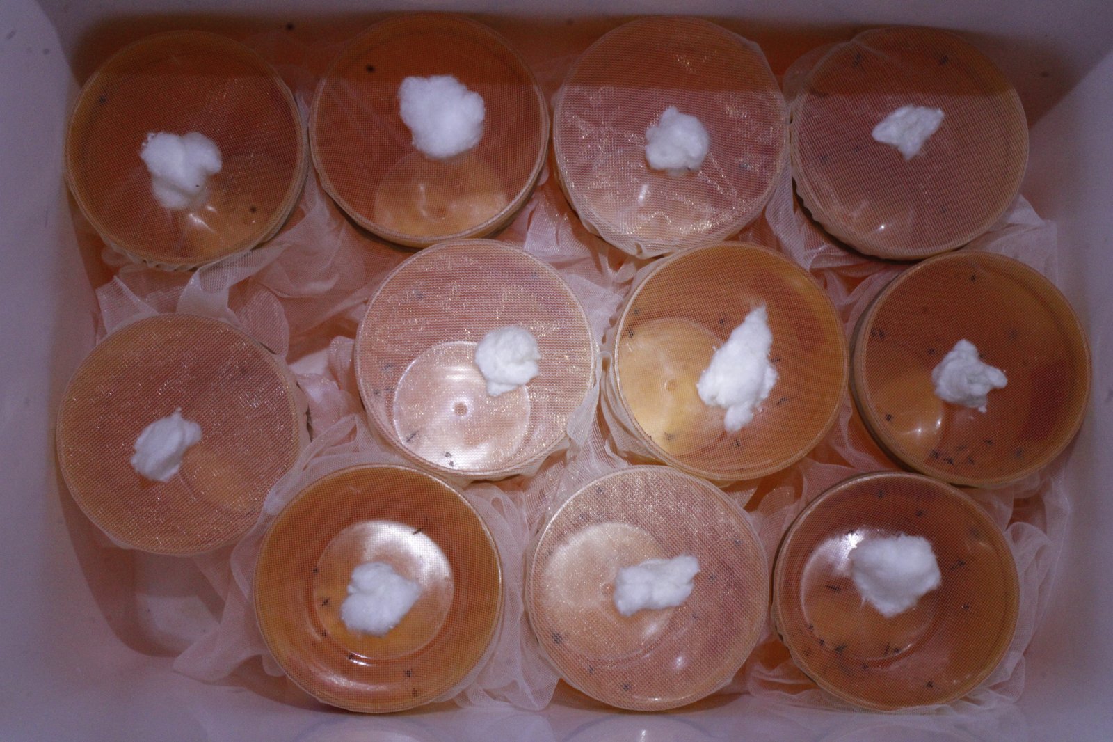 ATSB cups in cooler
